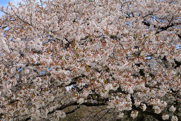 桜　花　スロー　風に吹かれて揺れる　イメージ