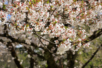 桜　花　スロー　風に吹かれて揺れる　イメージ