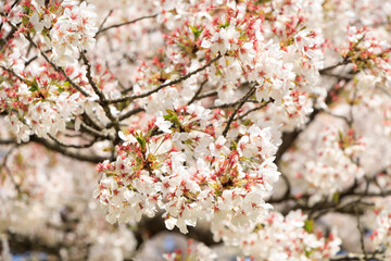 桜　花　スロー　風に吹かれて揺れる　イメージ
