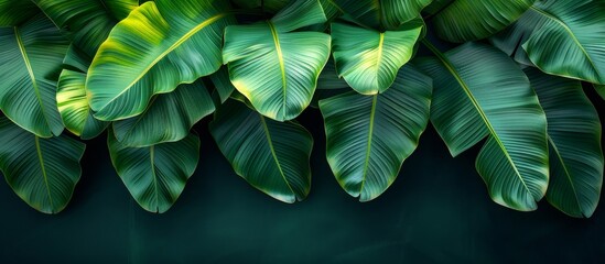 Close-up view of a collection of vibrant and lush green leaves set against a dark and dramatic black background