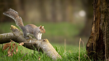 Portrait of Squirrel in the woods.
