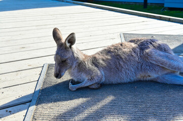 Kangaroo on grass, Moonlit sanctuary, Melbourne, Australia