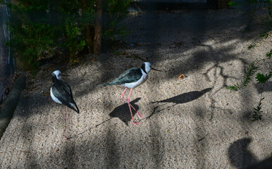 Bird park in Moonlit sanctuary, Melbourne, Australia