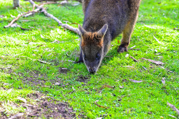 Fototapeta premium Kangaroo on grass, Moonlit sanctuary, Melbourne, Australia