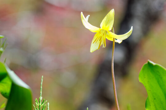 美しいキバナカタクリ（ユリ科）の花の群生。
Beautiful Glacier Lily (Erythronium tuolumnense, Liliaceae) flowers.
日本国神奈川県相模原市の里山にて。
2022年4月撮影。

神奈川県の郊外にある美しい里山。
丘の周囲には貴重なカタクリの群生がある。
その他にもホウキモモやミツマタ、各種桜、梅の花木。
スプリング・エフェメラル（春の