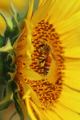 honey bee collecting pollen and pollinating sunflower in summer season, selective focus and blurred background, oil crops farming in india
