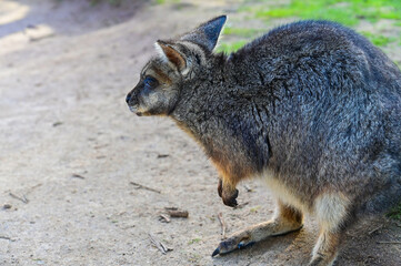 Naklejka na ściany i meble Kangaroo on grass, Moonlit sanctuary, Melbourne, Australia