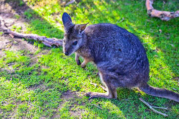 Kangaroo on grass, Moonlit sanctuary, Melbourne, Australia