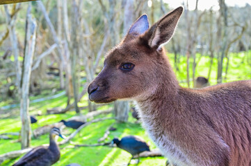 Kangaroo on grass, Moonlit sanctuary, Melbourne, Australia