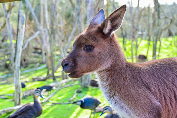 Kangaroo on grass, Moonlit sanctuary, Melbourne, Australia
