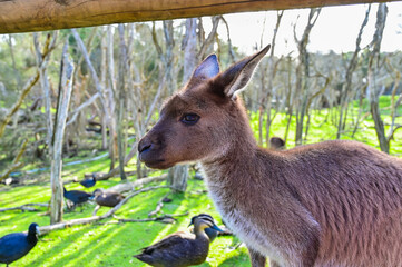 Kangaroo on grass, Moonlit sanctuary, Melbourne, Australia