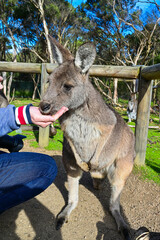People feeding Kangaroo, Moonlit sanctuary, Melbourne, Australia