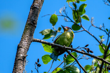 golden-throated barbet or Psilopogon franklinii, native to Southeast Asia, seen in Khonoma,...
