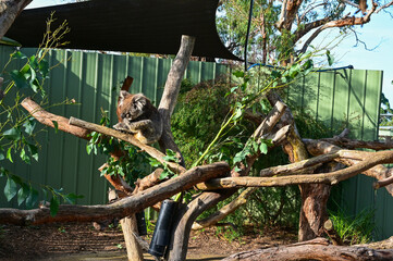 Koala on the tree, Moonlit sanctuary, Melbourne, Australia