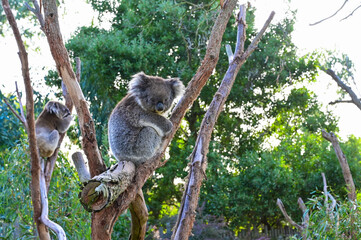 Koala on the tree, Moonlit sanctuary, Melbourne, Australia