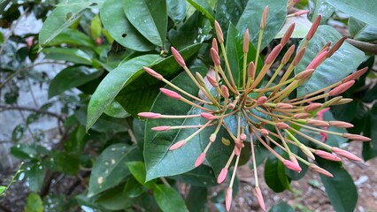 Close-up of Pink Ixora Flower Buds