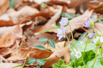 美しいユキワリソウ（サクラソウ科）の花。
Beautiful Hepatica, Kidneywort, Livewort (Primula farinosa subsp. modesta, Primulaceae) flowers.
日本国神奈川県相模原市の里山にて。
2022年4月撮影。

神奈川県の郊外にある美しい里山。
丘の周囲には貴重なカタクリの群生がある。
その他にもホウキモモやミツマ