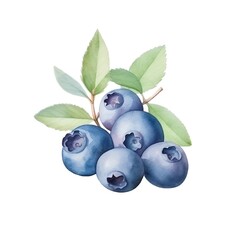 Blueberry, fresh blueberry