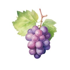 Fototapeta premium Grape, seedless grape