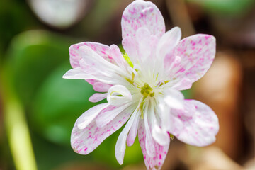 美しいユキワリソウ（サクラソウ科）の花。
Beautiful Hepatica, Kidneywort, Livewort (Primula farinosa subsp. modesta, Primulaceae) flowers.
日本国神奈川県相模原市の里山にて。
2022年4月撮影。

神奈川県の郊外にある美しい里山。
丘の周囲には貴重なカタクリの群生がある。
その他にもホウキモモやミツマ