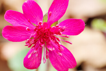 美しいユキワリソウ（サクラソウ科）の花。
Beautiful Hepatica, Kidneywort,...