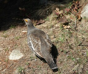 Male Dusky Grouse (Dendragapus obscurus) wild bird on the ground in Beartooth Mountains, Montana