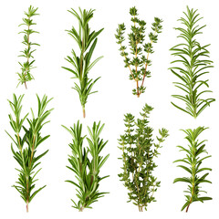 Set of branches of fresh rosemary aromatic  isolated on a transparent background
