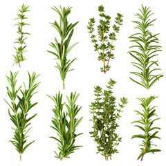 Fototapeta premium Set of branches of fresh rosemary aromatic isolated on a transparent background