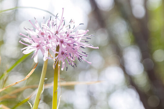 美しいショウジョウバカマ（メランチウム科）の花。
Beautiful Oriental swamp pink (Heloniopsis orientalis, Melanthemaceae) flowers.
日本国神奈川県相模原市の里山にて。
2022年4月撮影。

神奈川県の郊外にある美しい里山。
丘の周囲には貴重なカタクリの群生がある。
その他にもホウキモモやミツマタ、各種桜、梅の花木。
ス