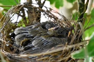 Two sparrows with complete feathers and strong wings ready to leave the nest on the palm trees. 