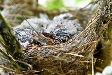 Two sparrows with complete feathers and strong wings ready to leave the nest on the palm trees. 