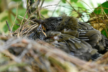 Two sparrows with complete feathers and strong wings ready to leave the nest on the palm trees. 