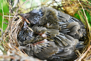 Two sparrows with complete feathers and strong wings ready to leave the nest on the palm trees. 