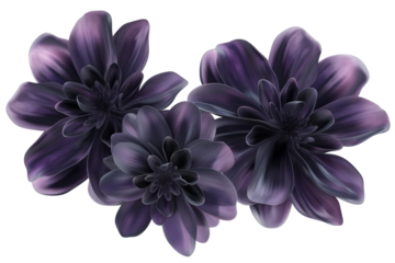Black flowers isolated on a transparent background