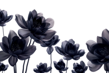 Black flowers isolated on a transparent background