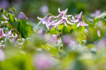 美しいカタクリ（ユリ科）の花の群生。
Beautiful Dogtooth violet (Erythronium...