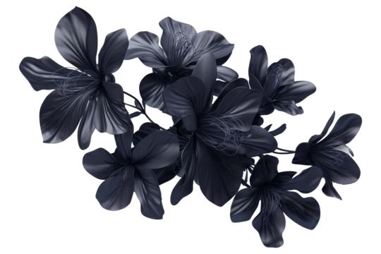 Black flowers isolated on a transparent background