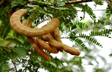 Appetizing golden yellow tamarind on a small branch and small green leaves in the park.