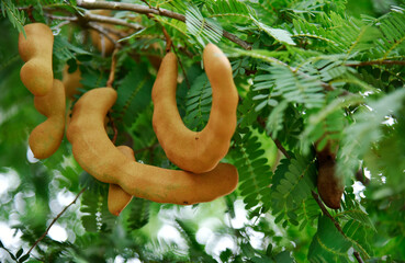 Appetizing golden yellow tamarind on a small branch and small green leaves in the park.