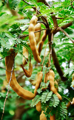 Appetizing golden yellow tamarind on a small branch and small green leaves in the park.