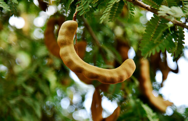 Appetizing golden yellow tamarind on a small branch and small green leaves in the park.