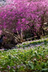 美しいカタクリ（ユリ科）とミツバツツジ（ツツジ科）の花の群生。
Beautiful Dogtooth violet (Erythronium japonicum, Liliaceae) and Mitsuba azalea (Rhododendron dilatatum, Ericaceae) flowers.
日本国神奈川県相模原市の里山にて。
2022年4月撮影。

神奈川県の郊外にある美しい