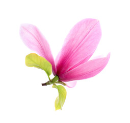 Beautiful pink magnolia flower isolated on white
