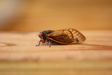 Pharoah Cicada on wood beam