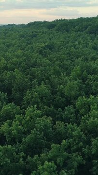 Vertical video. Aerial view. Forest landscape. Park reservation. Green trees skyline summer nature scenery background flyover drone shot.