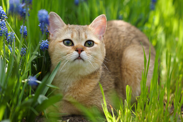 Cute cat among green grass and beautiful flowers outdoors on spring day