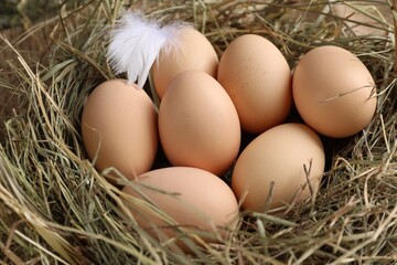 Fresh raw chicken eggs in nest, closeup