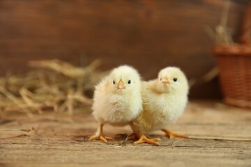 Cute chicks on wooden table. Baby animals