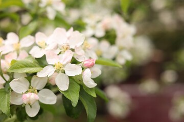 Apple tree with beautiful blossoms outdoors, space for text. Spring season