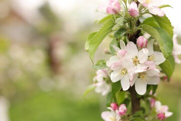 Apple tree with beautiful blossoms outdoors, space for text. Spring season